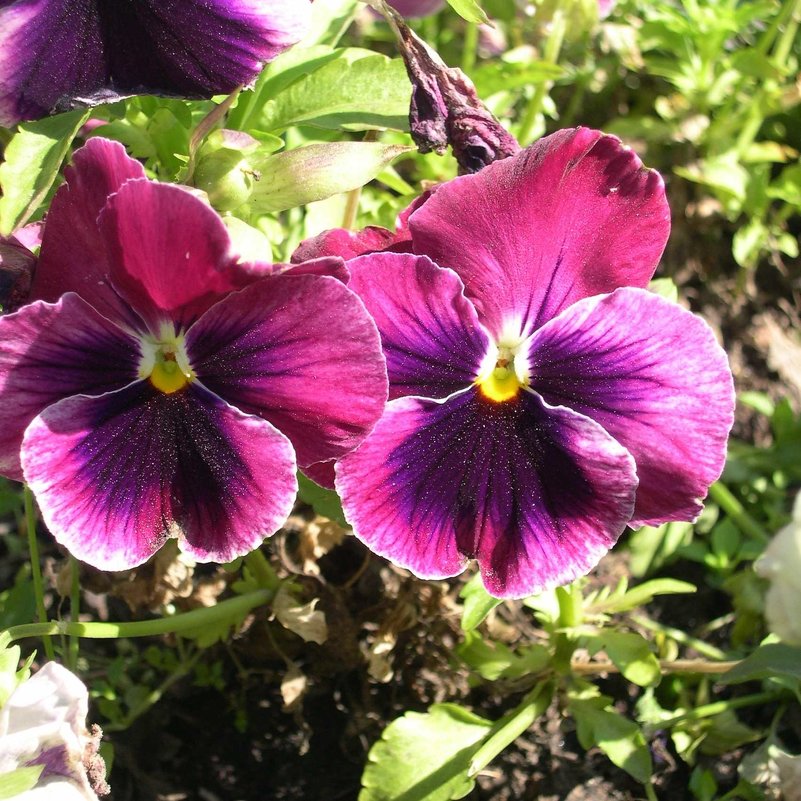 Viola tricolor 20 - Андрей Lactarius