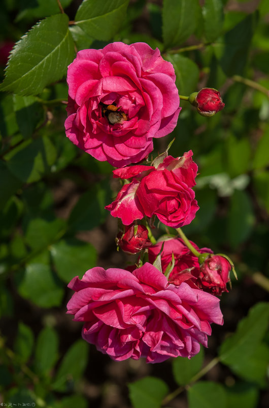 Розы и шмель - GALINA 