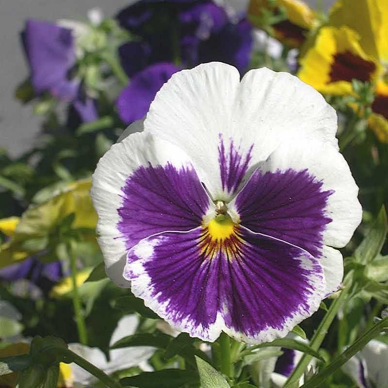 Viola tricolor 21 - Андрей Lactarius