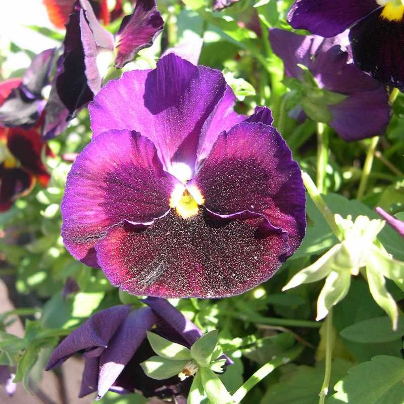 Viola tricolor 26 - Андрей Lactarius