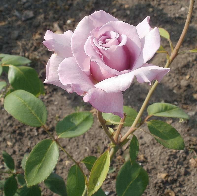 Сиреневая роза - Марина Чайкина