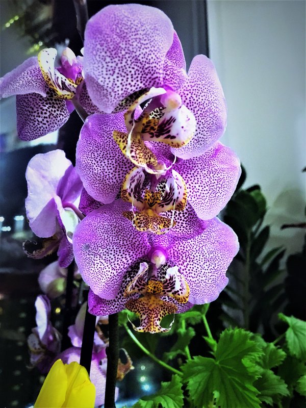 Орхидея - Алла ZALLA
