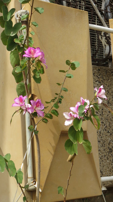 Цветет юная розовая баухиния - Герович Лилия 