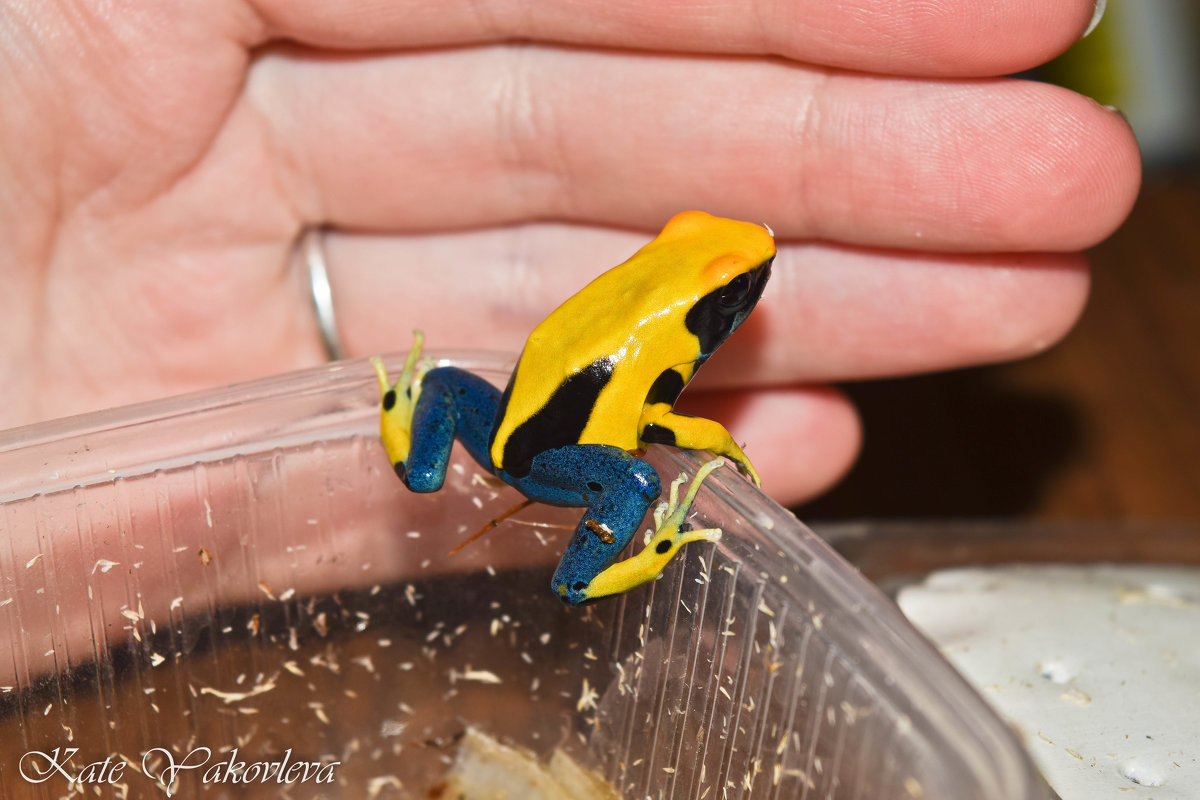 Dendrobates tinctorius Matecho*Citronella - Екатерина Яковлева