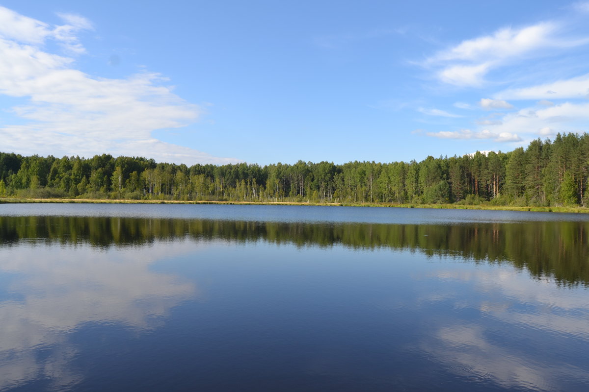 Асташовское озеро в Чухломских лесах... - Елена Майорова