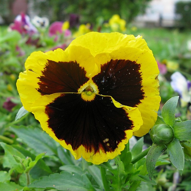 Viola tricolor 36 - Андрей Lactarius