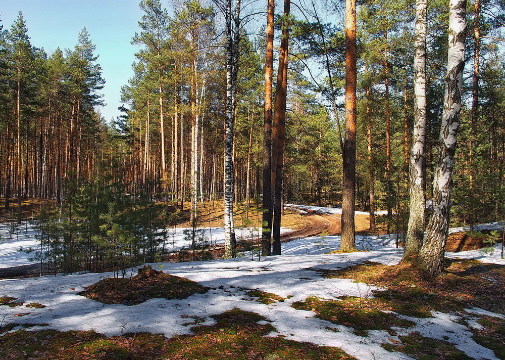 Весенним насыщая солнцем... - Лесо-Вед (Баранов)