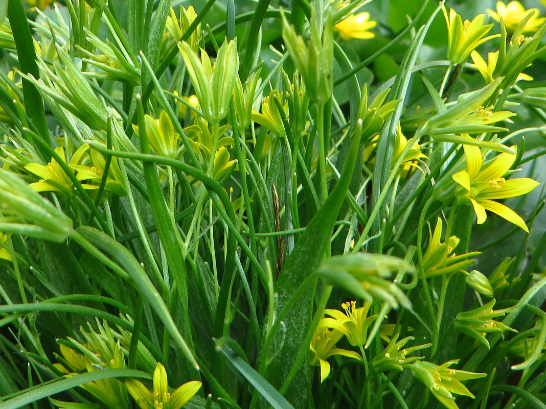 Гуси́ный лук жёлтый, или Га́гея жёлтая (лат. Gágea lútea) - vodonos241 