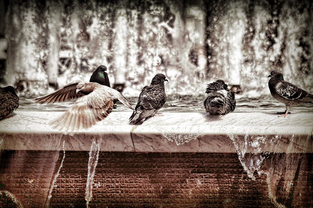 Птицы у воды - Boris Khershberg