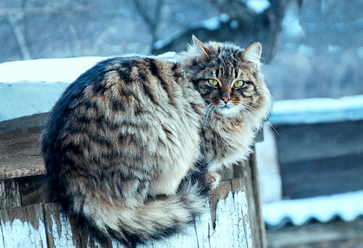 Кузьма - ♕ Svetlana FOTO Evseenko