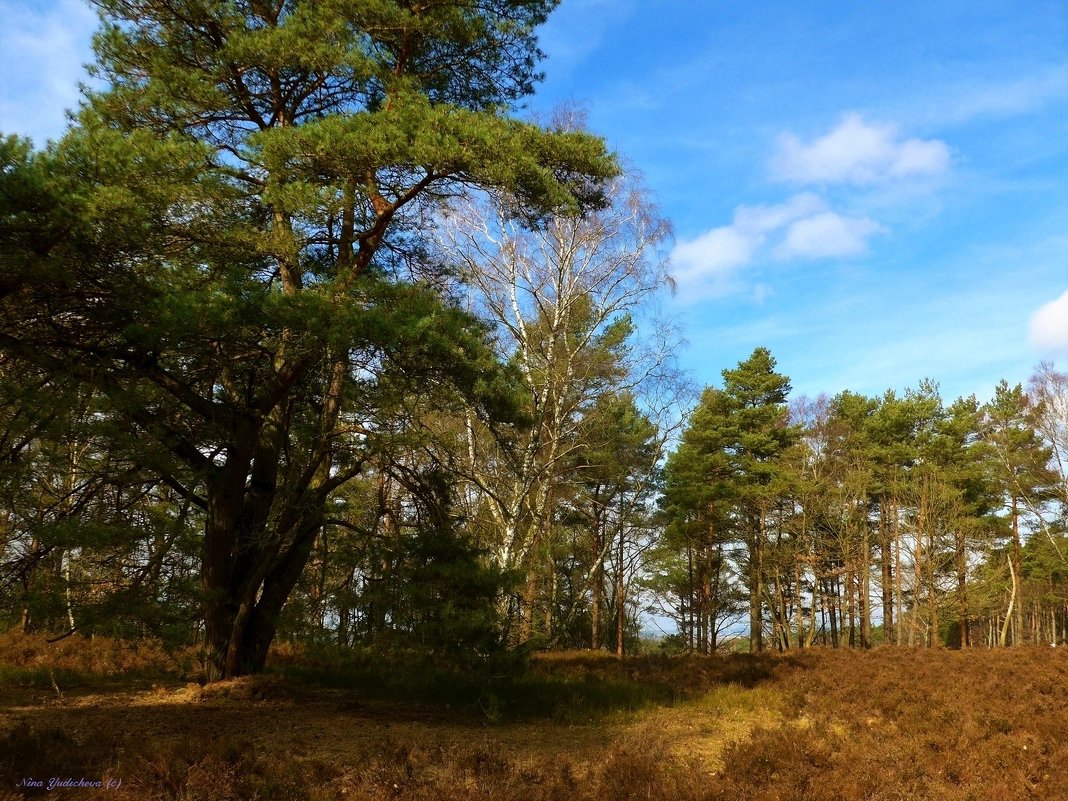 Fischbeker Heide Hamburg - Nina Yudicheva