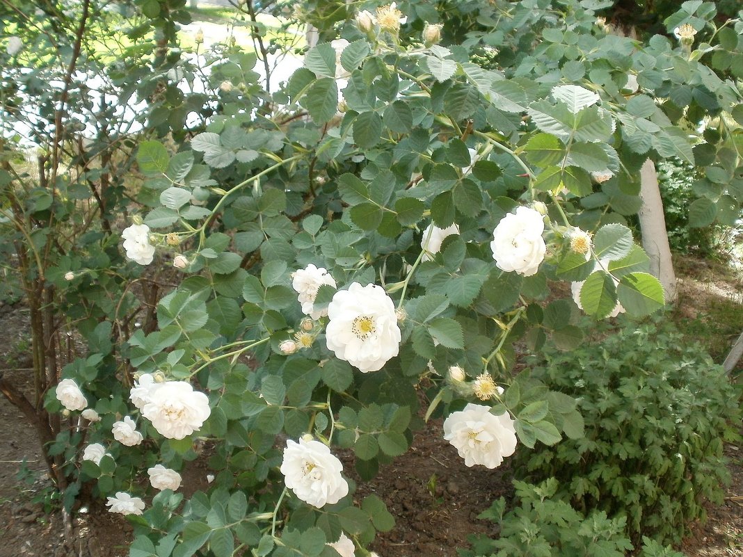 Белые розы - Марина Чайкина