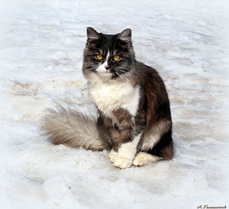 Апрельский котэ..:) - Андрей Заломленков