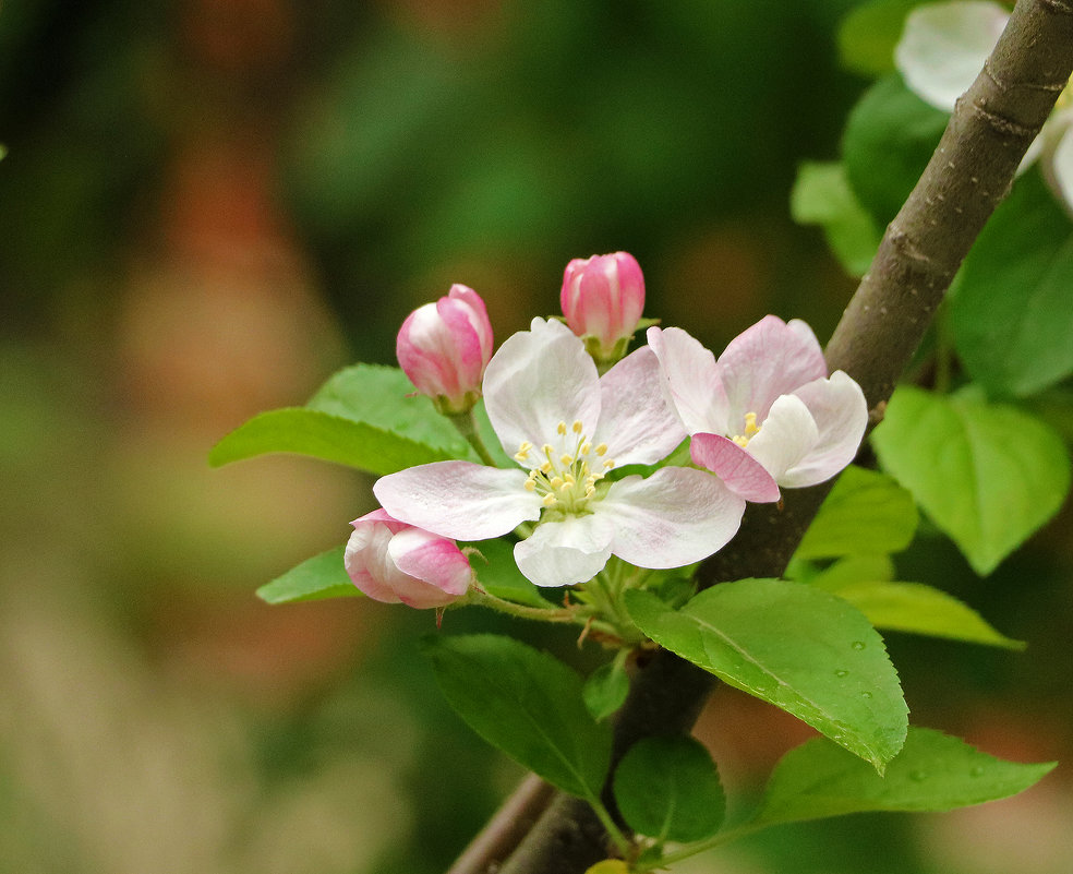 Весеннее цветение - Светлана 