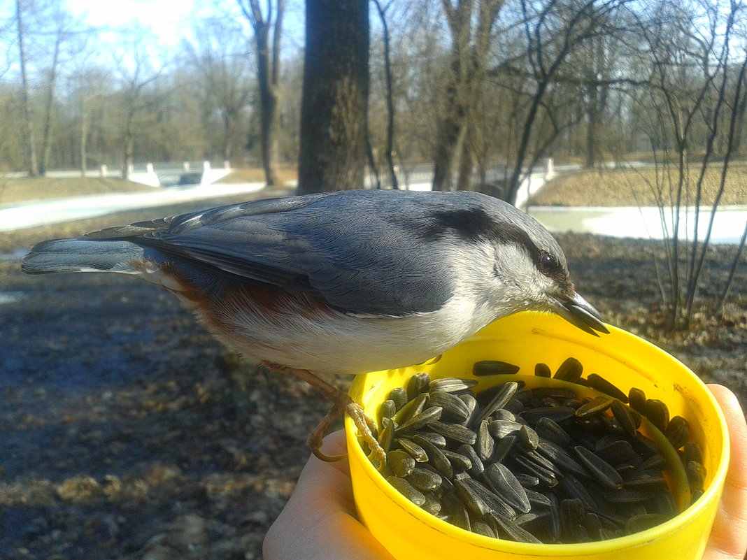 Поползень - Сапсан 