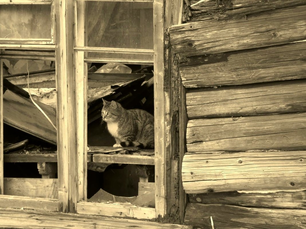 Грустный котик в развалинах - Валерия Яскович