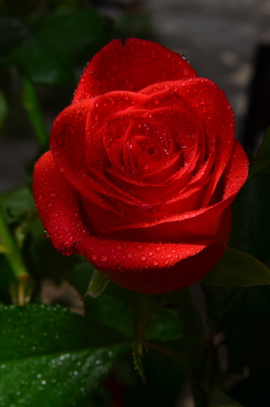 Роза- символ богини Изиды... - Александр Сергеевич