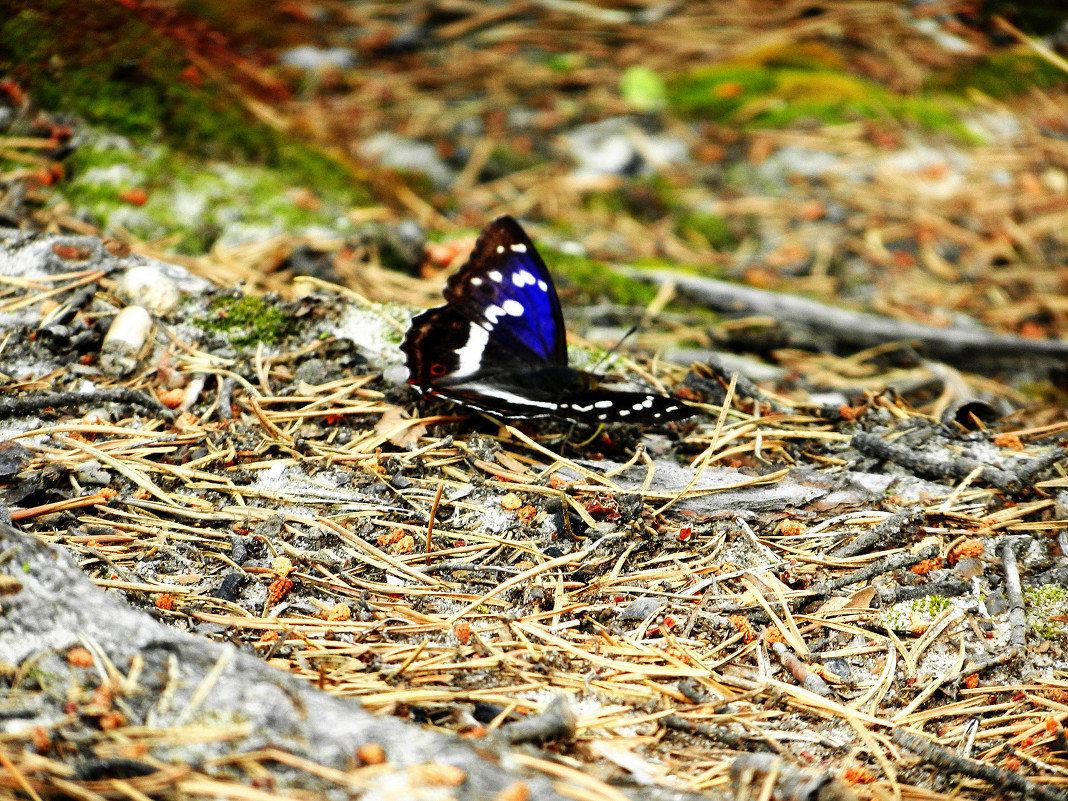 Бабочка на ковре из сосновых иголок - Мария К.