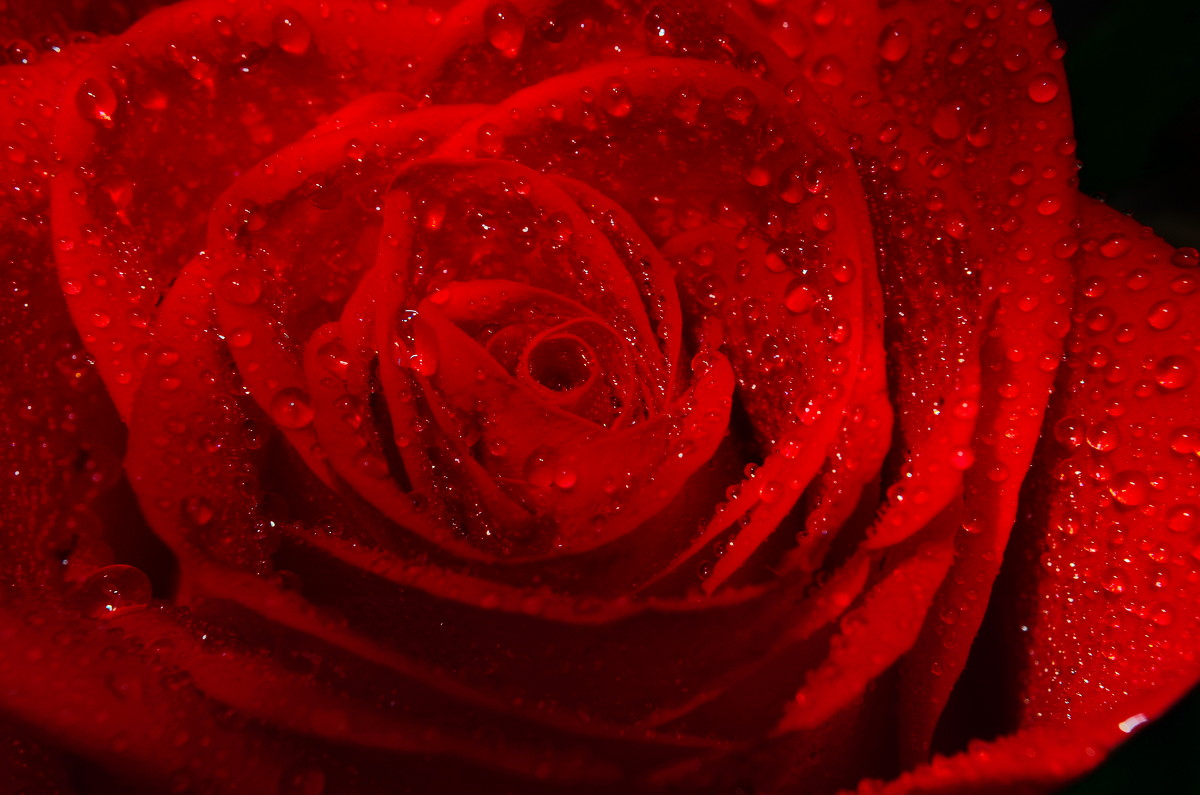 Роза- любимый цветок Клеопатры - Александр Сергеевич