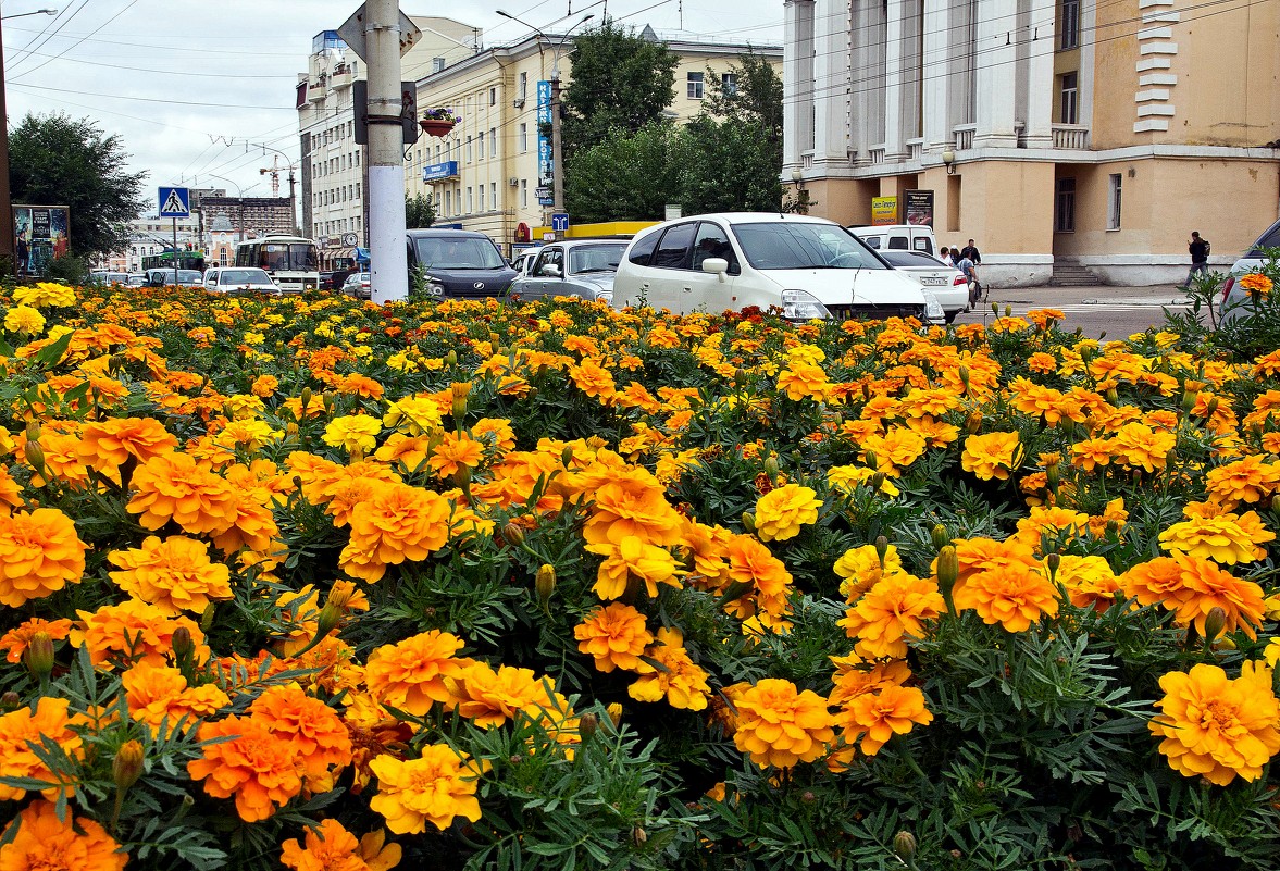 Городские цветы - Андрей Розов