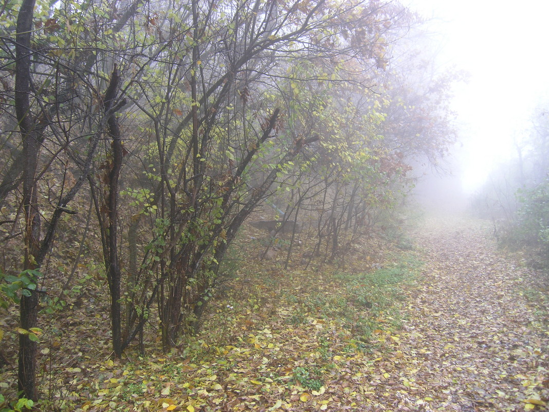 осень в тумане - valeriy g_g