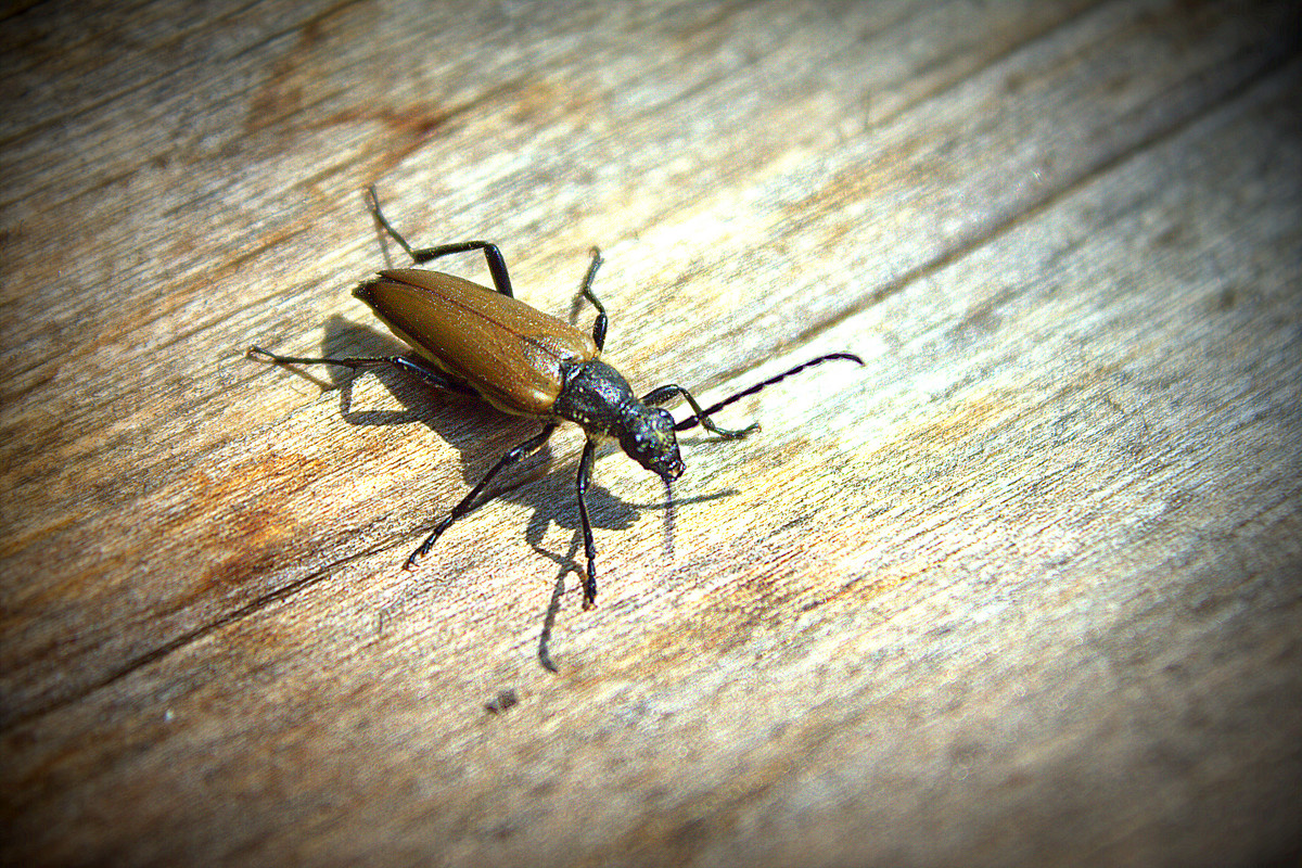 Любопытный жук - Nina Voyager