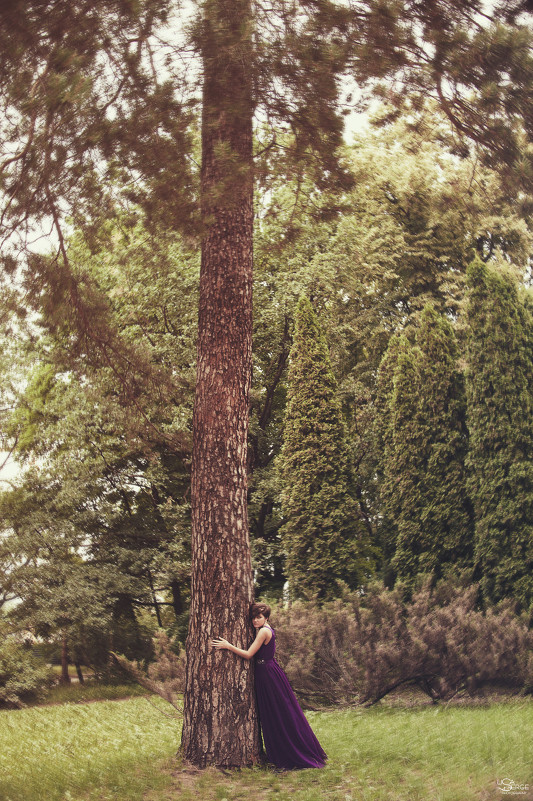 pine-tree - Lisa Serge