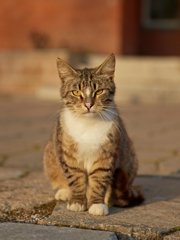 Портрет кота в естественной среде обитания - Сергей Сухарников