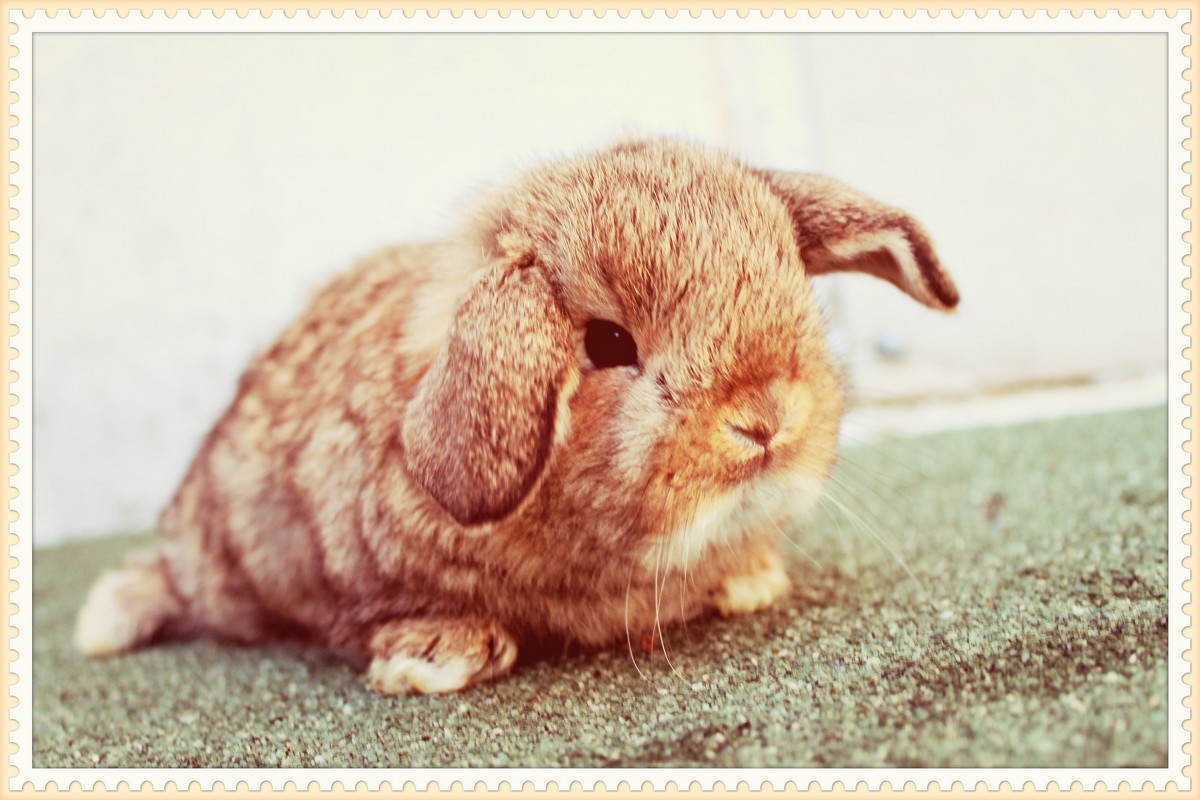 minilop baby bunny - Natalya секрет