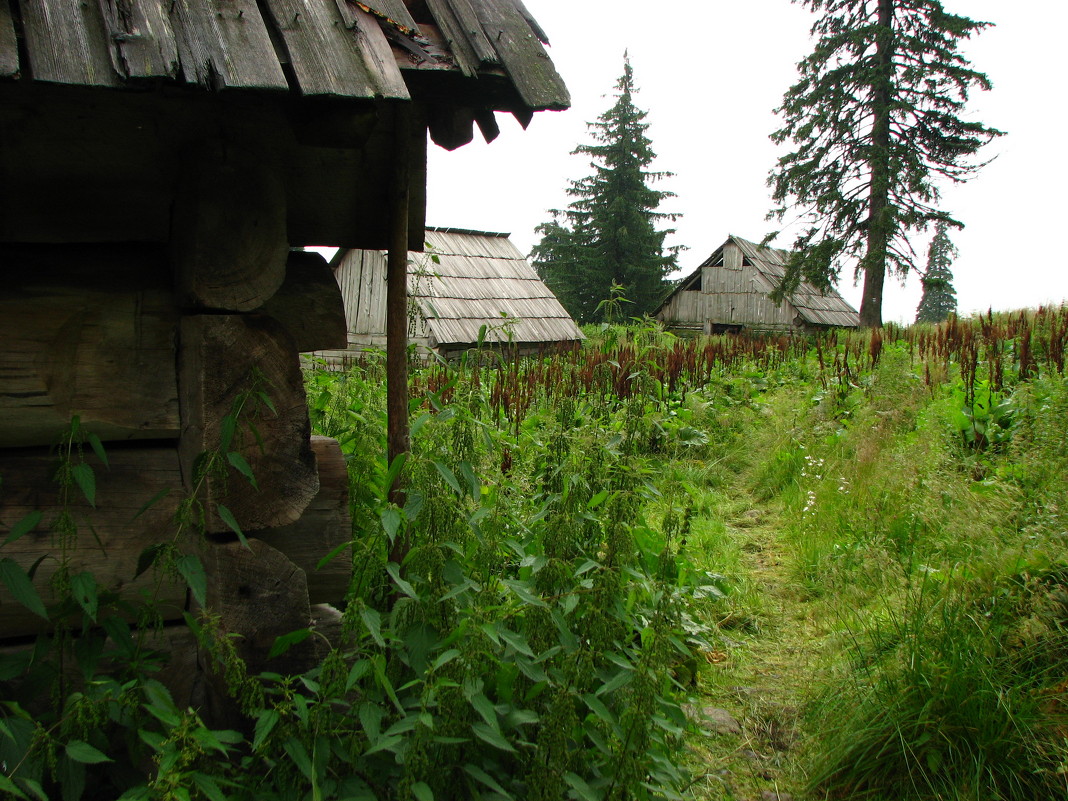 Старая деревня - Анна Выскуб