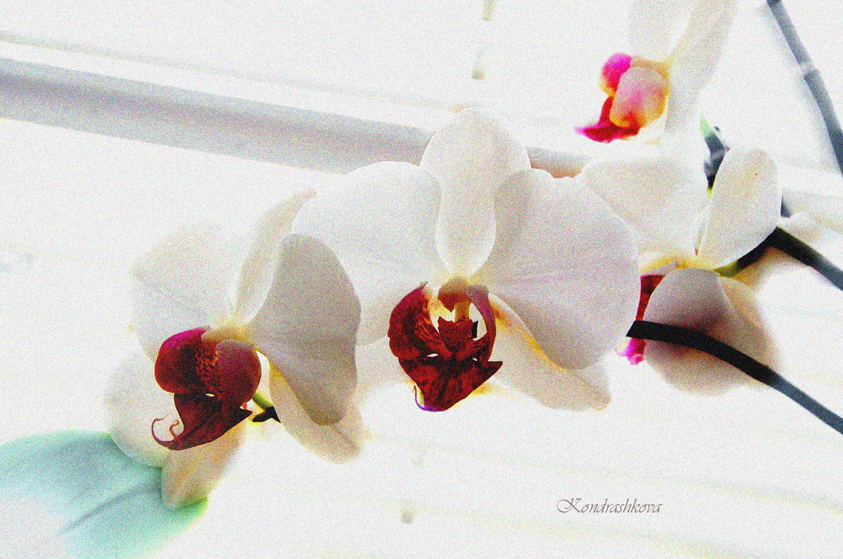 Орхидея - Ира Кондрашкова