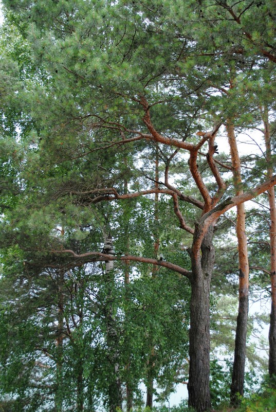 Дерево на берегу р.Волги - Виктория Горячева