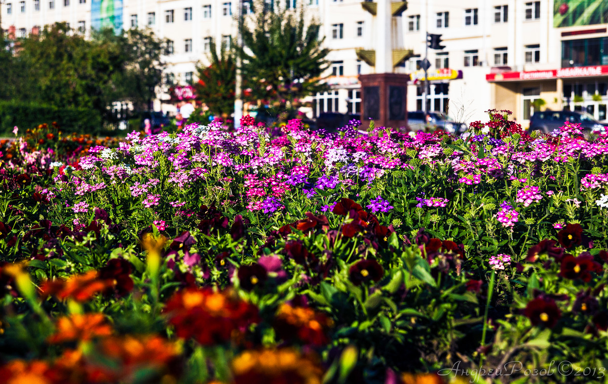 Городские цветы - Андрей Розов