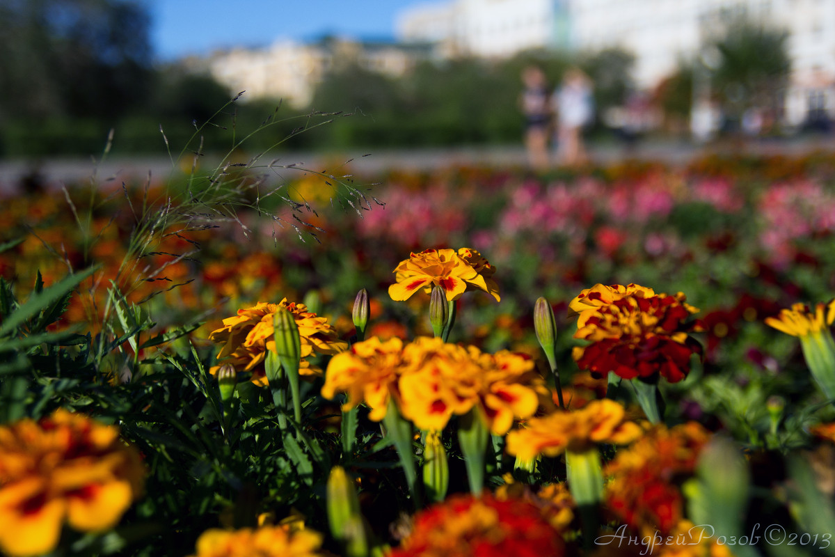 Городские цветы - Андрей Розов