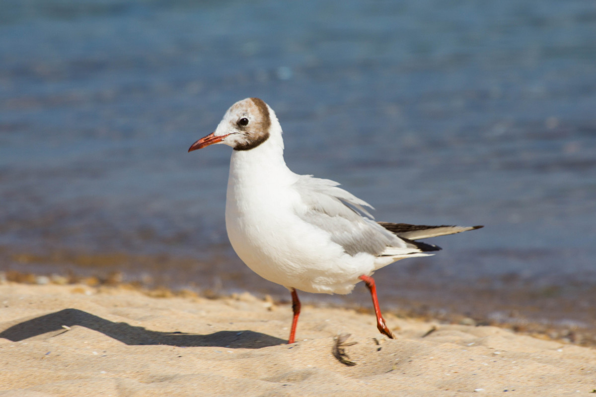 bird - Oksana Kalyuzhenko