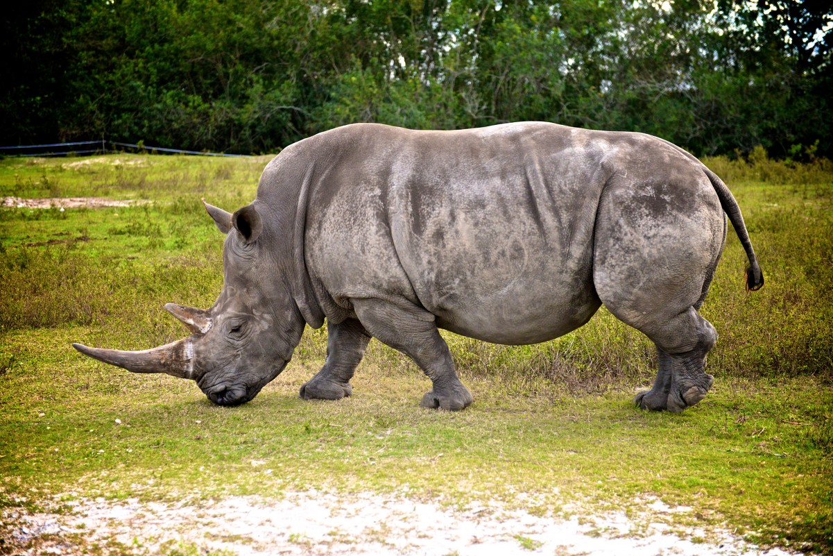 Самец носорога - Элина P