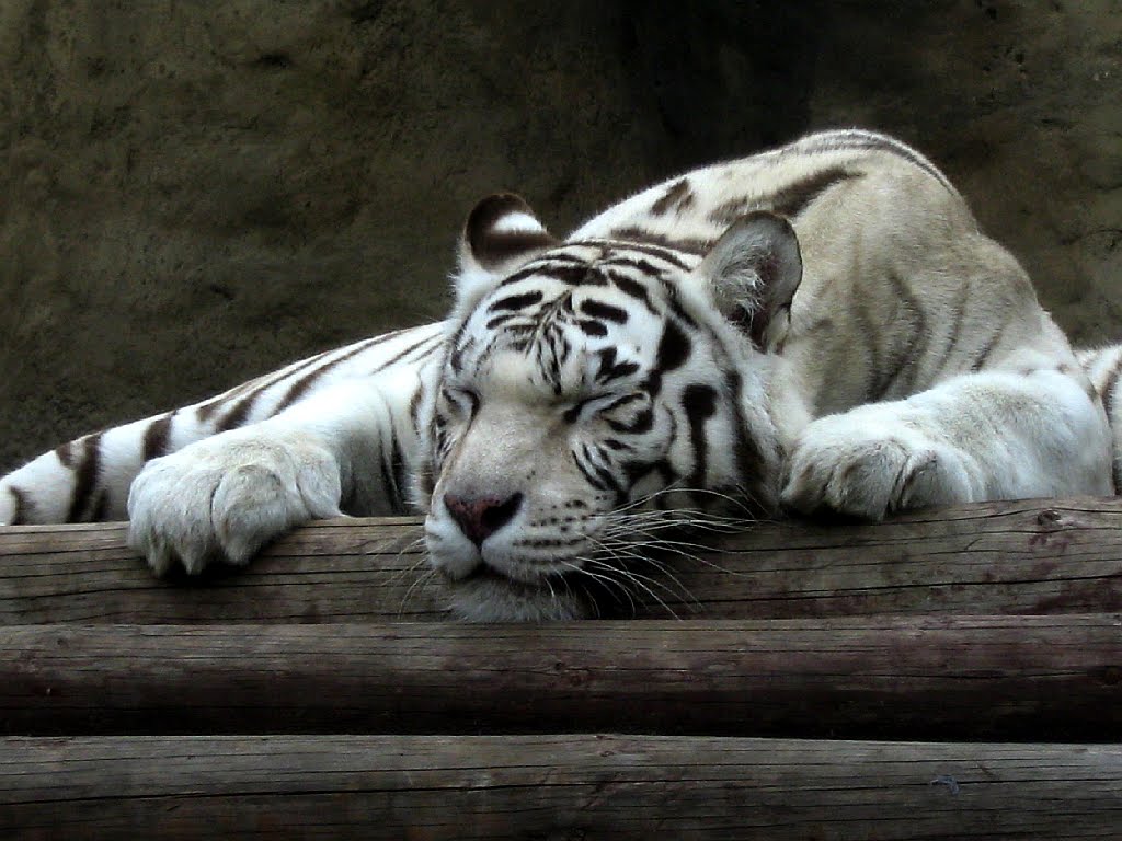 Белый тигр - Ал Дэ