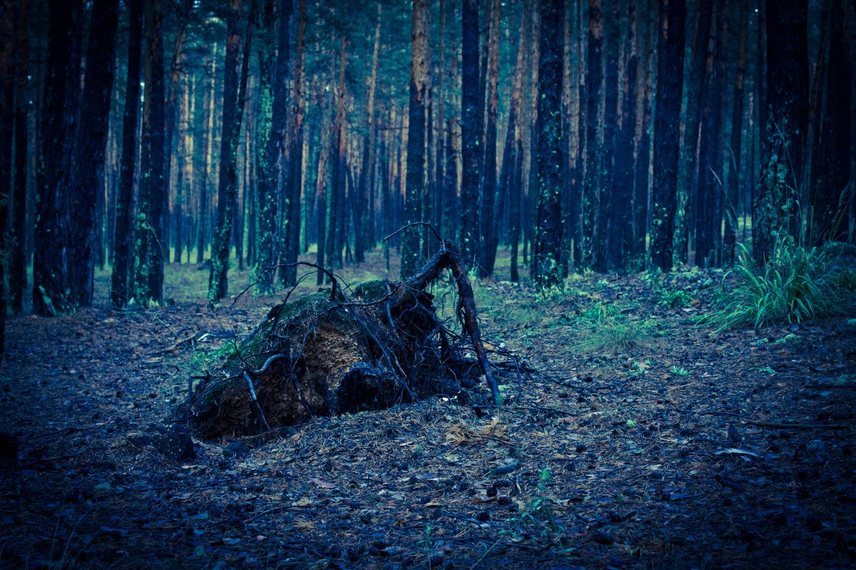 Заколдованный лес - Андрей Зарубин
