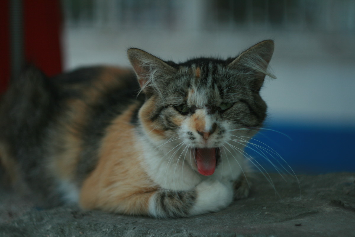 кот зевает - Виктория Коломиец