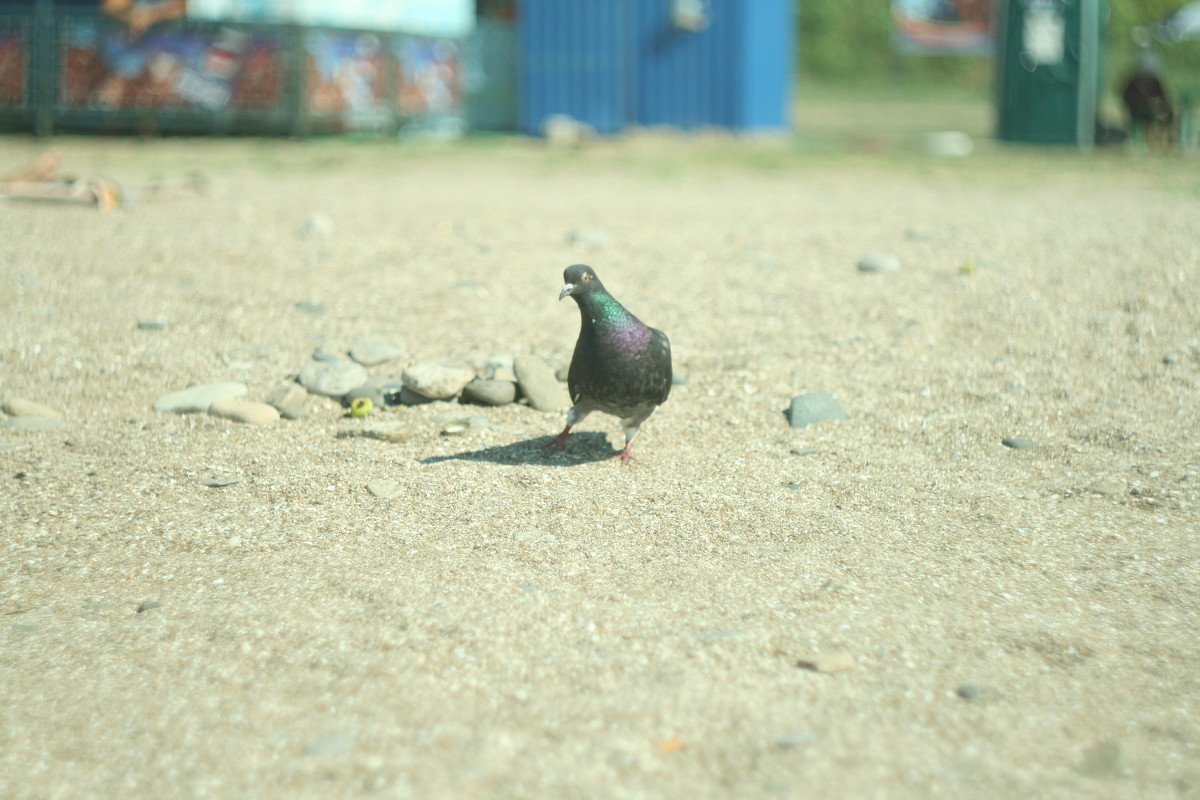 Любопытный голубь - Виктория Коломиец