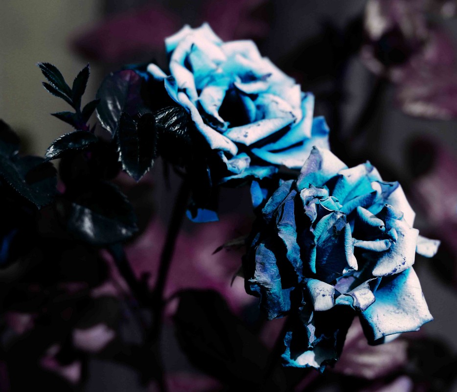 увядающие розы тоже красивы - Валентина Романова