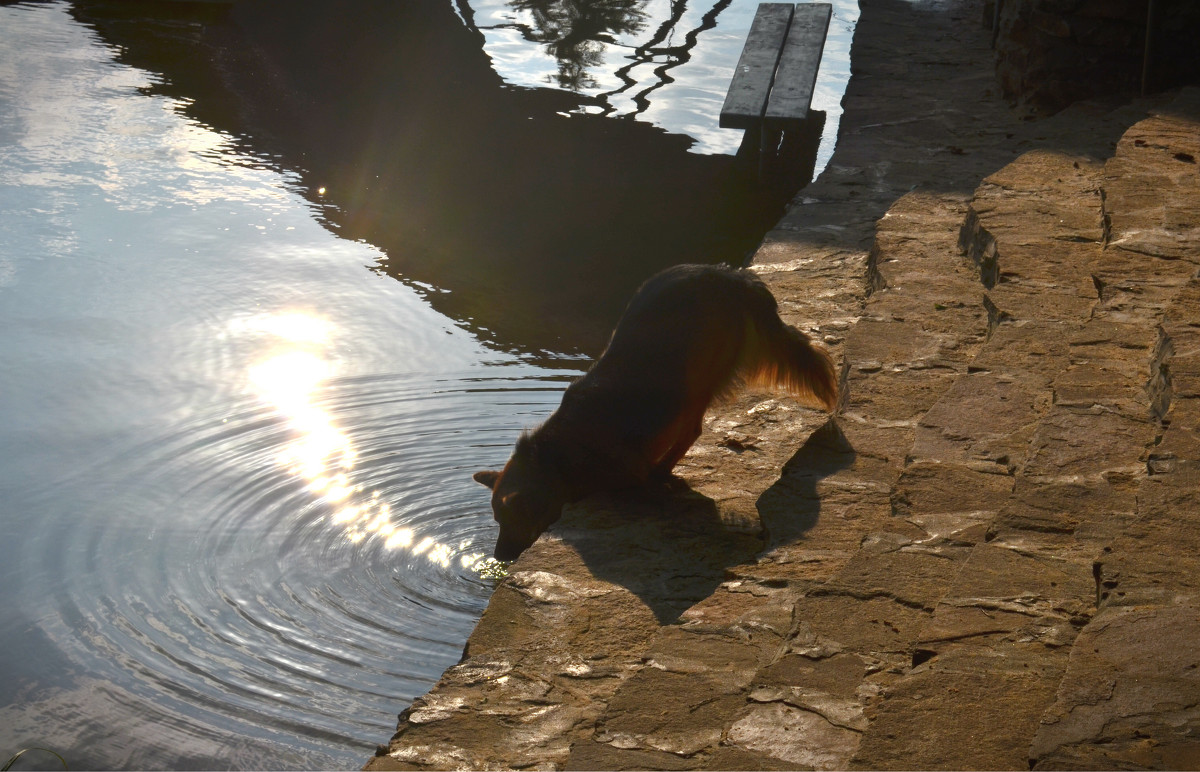 Солнечная дорожка - Сибирский Кот