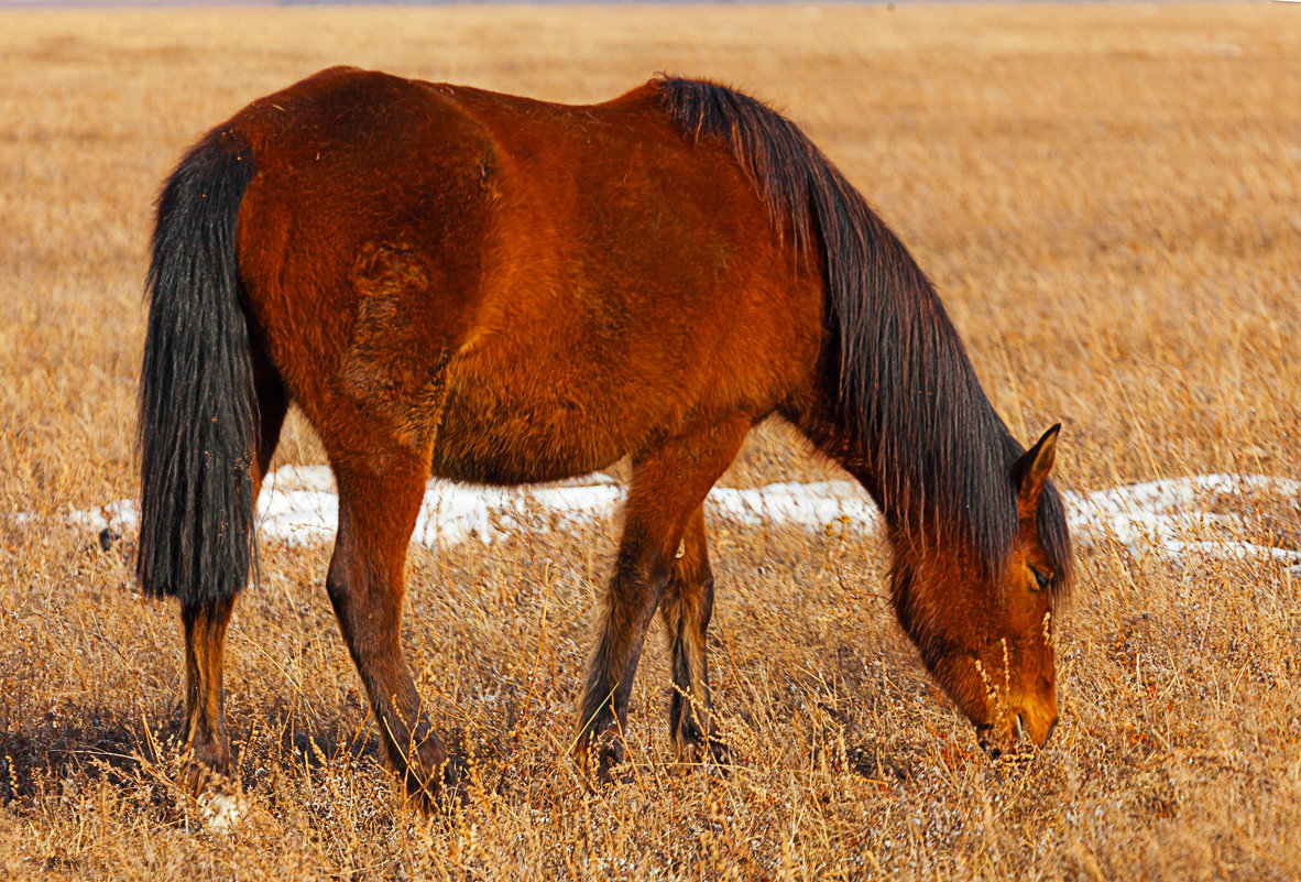 Лошадь в Тункинской долине - Анатолий Иргл