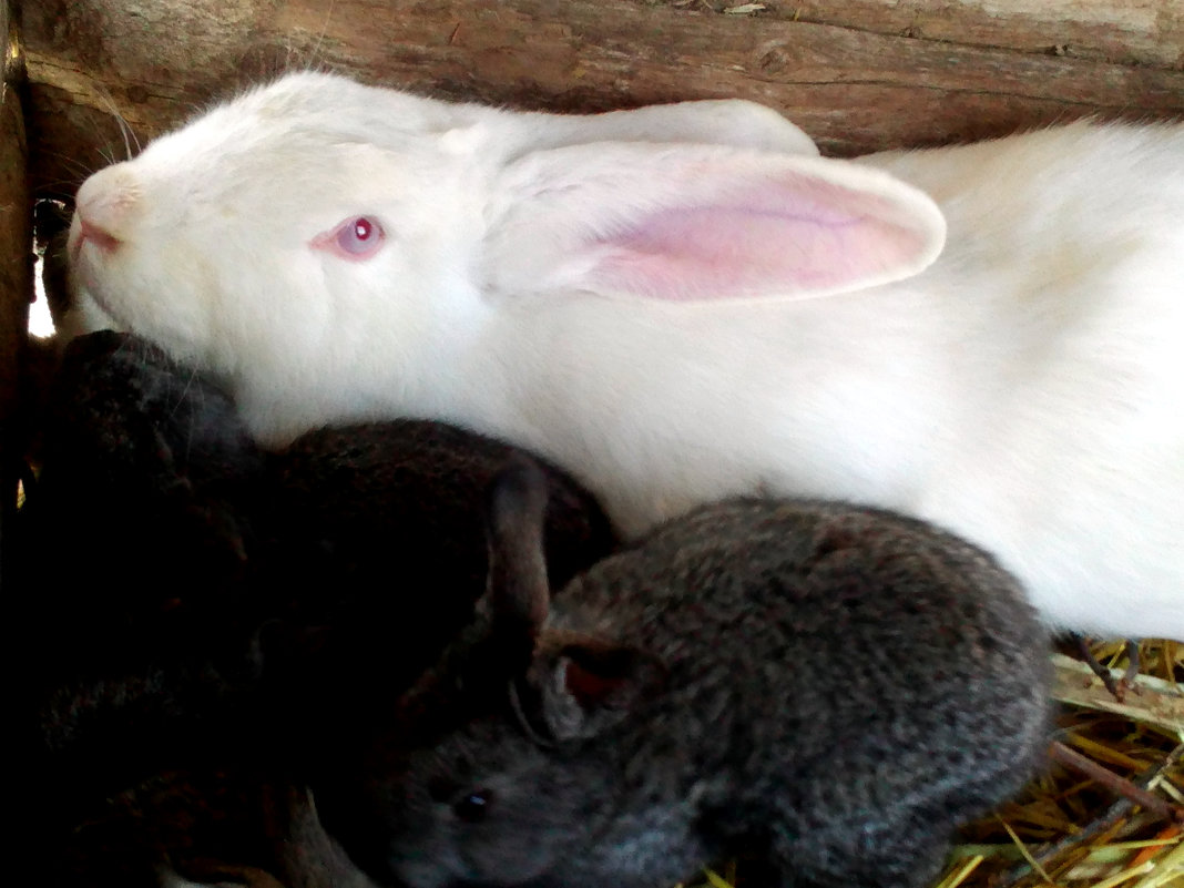 Мама со своими детьми кроликами - Татьяна Королёва