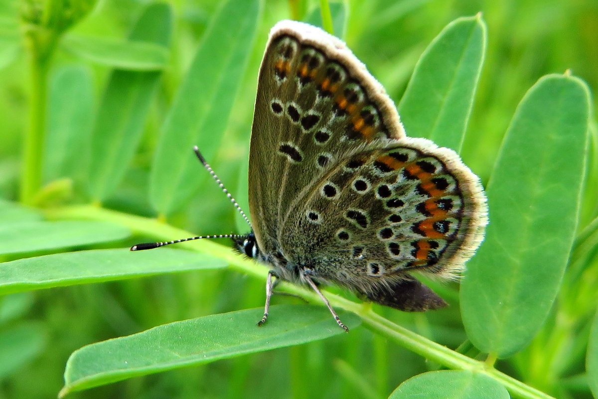 Голубя́нка аргус, или большой аргус (Plebejus argus. - vodonos241 