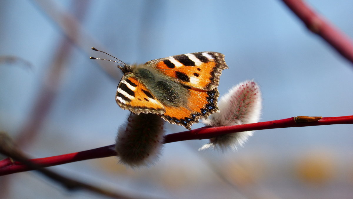 апрельская Крапивница Aglais urticae (Linnaeus, 1758) 2 - Александр Прокудин