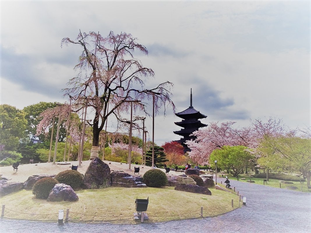 Плакучая сакура Xрама Tō-ji Киото - wea *
