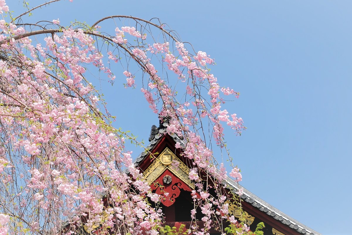 Сакура Храма Kiyomizu Kannondō Токио - wea *