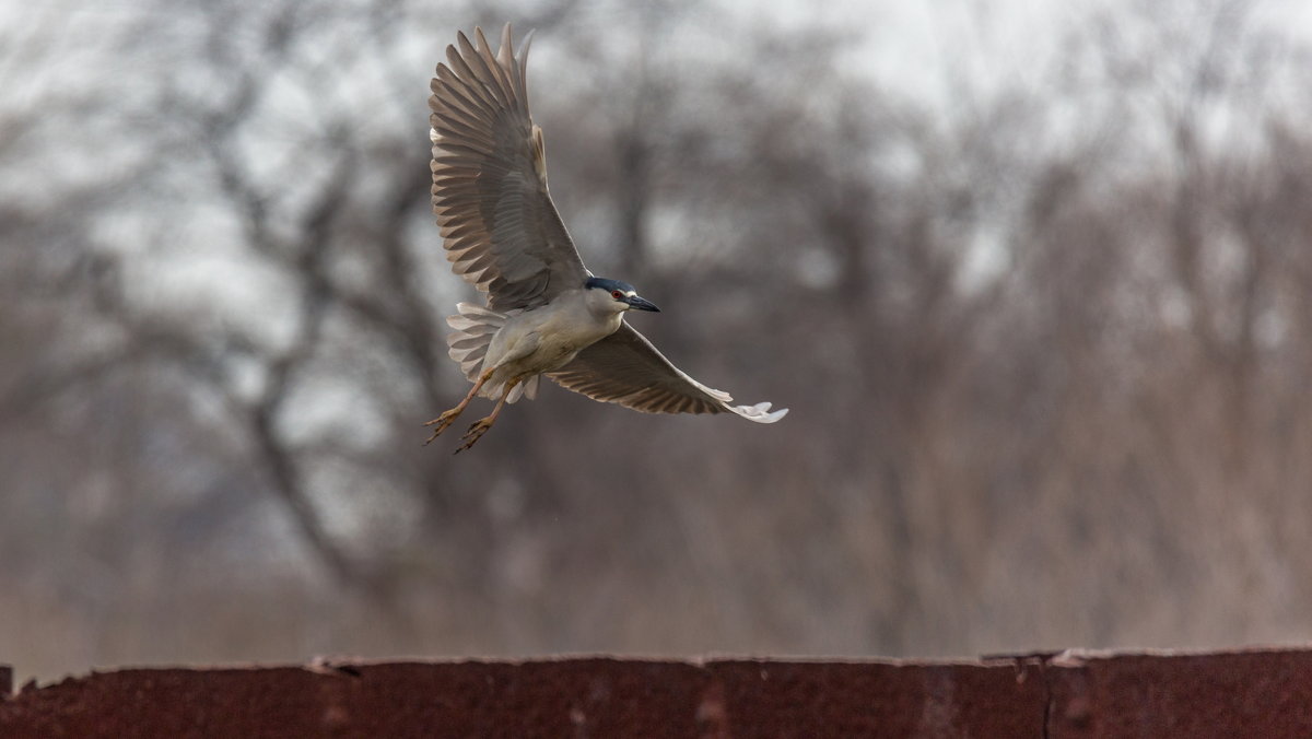 Black-Crowned Night-Heron - Naum 