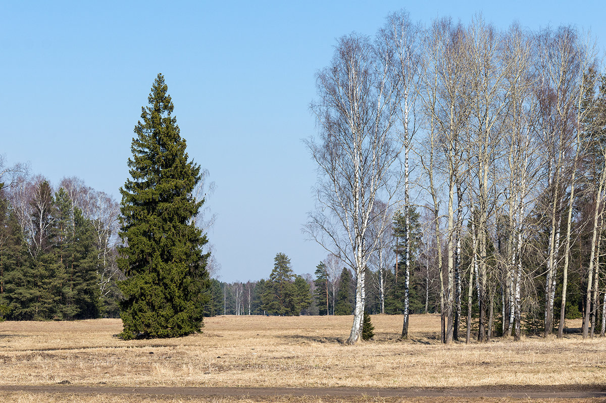 Весна - VL 